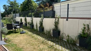Sternjasmin ca. 120 cm - Immergrün, Duftend & Winterhart Trachelospermum jasminoides Kunden-Foto 1