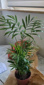 Zestaw 3 roślin:
* Chamaedorea (palma pokojowa)
* Livistona (palma wachlarzowa)
* Areca (palma arekowa, znana również jako "palma z złotymi owocami") Zdjęcie produktu od klienta nr 3