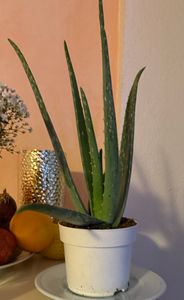 Aloe – circa 4-5 anni – vaso da 15 cm Foto del cliente 1