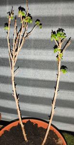 Uva spina Hinnonmäki rosso 60-70 cm Ribes uva-crispa Hinnonmäki Röd Foto del cliente 1