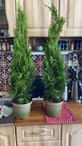 Thuja occidentalis Smaragd 80-100 cm SMARAGD ALBERO DELLA VITA Foto del cliente 7
