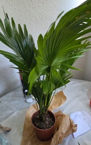 Zestaw 3 roślin:
* Chamaedorea (palma pokojowa)
* Livistona (palma wachlarzowa)
* Areca (palma arekowa, znana również jako "palma z złotymi owocami") Zdjęcie produktu od klienta nr 2