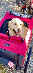 DOGGYHUT® Premium LARGE Hundefahrradanhänger  15 - 30kg Hundeanhänger Fahrradanhänger für Hunde mittelgroße bis große Hunde Kunden-Foto 5