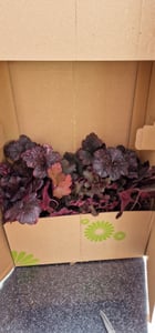 Heuchera "Midnight Rose" - Purpurglöckchen "Midnight Rose" im Topf 12 cm  - 12cm Kunden-Foto 1
