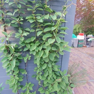 Kiwi Jenny - Actinidia chinensis 'Jenny' - Auto-fertile/auto-fécondable Photo du client 2