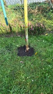 Pyrus communis 'Conference', hrušeň, 1,5litrový květináč Fotografie od zákazníka č. 2