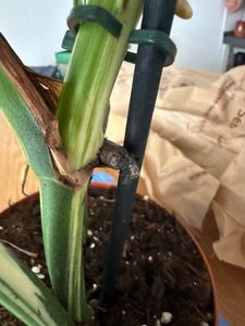 Monstera Deliciosa Variegata, wysokość 40-50 cm | Rzadka, pstrokatowa roślina doniczkowa | Rzadkość | Egzotyczna roślina z rodziny aroniowatych Zdjęcie produktu od klienta nr 14