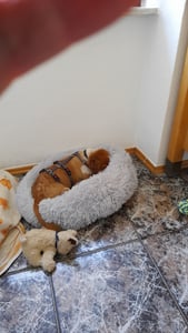 Lit en peluche pour chien, chat et lapin - gris Photo du client 1
