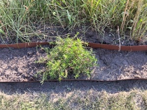 UNUS® Rasenkante 10 Meter Beeteinfassung Rostoptik Beetumrandung Mähkante Rost Kunden-Foto 2