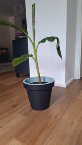 Green boutiQ - Obstpflanze - Musa Ever Red - Bananenbaum - Winterhart - Grün-Rot - 2 Pflanzen - Topf 15cm - Höhe 50cm Kunden-Foto 3