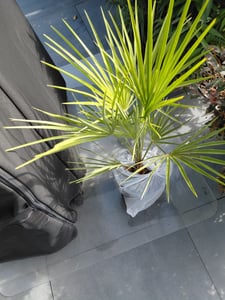 sada 2 mrazuvzdorných trpasličích paliem 70-90 cm Chamaerops humilis Jeden z najchladnejšie tolerantných druhov paliem v Európe Fotografia od zákazníka č. 4