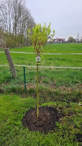 Salix Hakuro Nishiki, Höhe 170-180 cm, Harlekinweide, weiß-grünes Blatt, Japanische Weide Kunden-Foto 7
