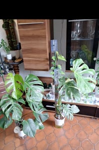Monstera Deliciosa Variegata, wysokość 40-50 cm | Rzadka, pstrokatowa roślina doniczkowa | Rzadkość | Egzotyczna roślina z rodziny aroniowatych Zdjęcie produktu od klienta nr 7