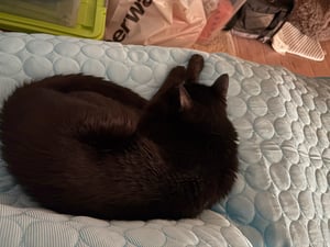 100x 70cm Kühlmatte für Katze Hunde, Haustier Eismatte Hundematte, Bett Kühldecke, Waschbar Haustiere Kühlkissen, blau Kunden-Foto 2