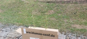 Buddleja davidii White Profusion 25-30 cm Schmetterlingsflieder Sommerflieder - Fliederspeer Kunden-Foto 5