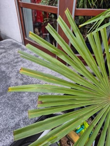 XXL Palme Stammhöhe 40-50 cm winterhart 160-180 cm Trachycarpus fortunei, Hanfpalme, Kunden-Foto 61