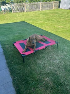 PawHut Hundeliege outdoor Hundebett Katzenbett Haustierbett Schlafplatz Blau Kunden-Foto 1