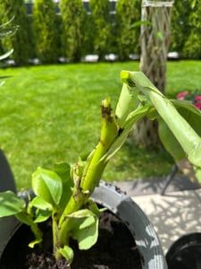 2 Stück Bananenstaude Musa Basjoo 60 - 80 cm winterhart Staude japanische Faserbanane Kunden-Foto 3