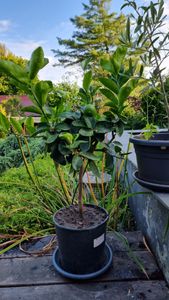 Limetovník „Lima Verde“ (limetka na caipirinhu) 70–100 cm – voňavé plody, citrusová rastlina na balkón, terasu a zimnú záhradu Fotografia od zákazníka č. 2
