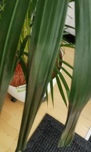 [Palmenlager] Goldfruchtpalme 150 cm - Areca Palme mit dichtem XL Wuchs - Topf 24 cm Ø // Zimmerpflanze Zimmerpalme // Kunden-Foto 2
