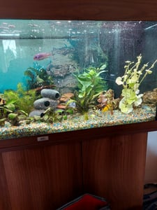 Mühlan - über 120 Aquarium-Pflanzen in 16 Bunde - großes farbiges Sortiment für 200 Liter Aquarium Kunden-Foto 5