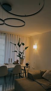 [Palmenlager] XL Strelitzia nicolai - Paradiesvogelblume - 140 cm - 3er Tuff / Baumstrelitzia / mediterrane Pflanze Kunden-Foto 2