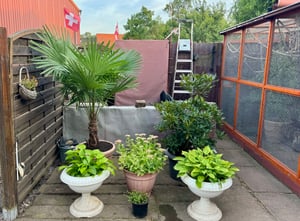Trachycarpus fortunei 130-160 cm Palme Hanfpalme, winterhart bis -18°C Kunden-Foto 5