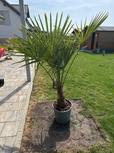 XXL Palme Stammhöhe 40-50 cm winterhart 160-180 cm Trachycarpus fortunei, Hanfpalme, Kunden-Foto 60