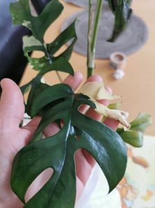 Monstera Deliciosa Variegata, wysokość 40-50 cm | Rzadka, pstrokatowa roślina doniczkowa | Rzadkość | Egzotyczna roślina z rodziny aroniowatych Zdjęcie produktu od klienta nr 11