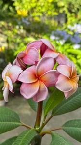 Frangipanier - Plumeria rubra 'Hawaii' - Hauteur 45-55cm - ⌀17cm Photo du client 1