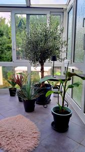 Olivenbaum Olive "20 Jahre" beste Qualität, Stammumfang 20 - 30 cm, winterhart, Olea Europaea Kunden-Foto 3