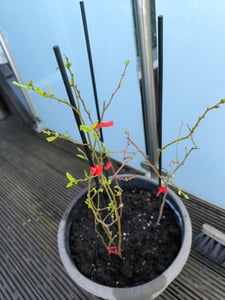 Súprava s 3x čučoriedkami - Vaccinium corymbosum - výška 30 cm - 9 cm kvetináč - Mix A Fotografia od zákazníka č. 2