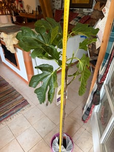 Drzewo figowe - Ficus carica Verdal ok. 200 cm - pień 6-8 cm Drzewo owocowe - prawdziwa figa - mrozoodporna Zdjęcie produktu od klienta nr 1
