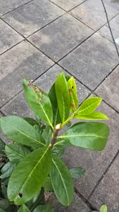 10 Kirschlorbeer- Pflanzen, Prunus laurocerasus Novita, Pflanzenhöhe: 60-80 cm, Heckenpflanzen immergrün und winterhart Kunden-Foto 4