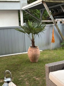 Frostgewöhnte Trachycarpus princeps "Marmor Hanfpalme" 140-160 cm Gesamthöhe -18 Grad Kunden-Foto 1