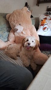 XXL Teddy Bär hellbraun 100 cm groß Kuscheltier Teddybär Kunden-Foto 5