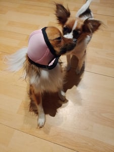 Geräuschreduzierende Ohrenschützer für Hunde - Beruhigende Haube gegen Angst und Stress, Ideal für Feuerwerk & Donner，Rosa S Kunden-Foto 1