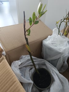 Erdbeerbaum 40-60 cm Arbutus unedo -Erdbeerstrauch - Winterblüher und mediterranes Gehölz Kunden-Foto 2