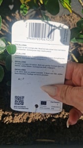 2 x  Andenstrauch  - Escallonia 'Iveyi'  | 30-40 cm in Container Kunden-Foto 3