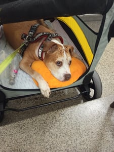 WISFOR passeggino pieghevole per cani, passeggino XL per cani di taglia media e grande fino a 65 kg, borsa per cani da rimorchio con maniglia regolabile Foto del cliente 19