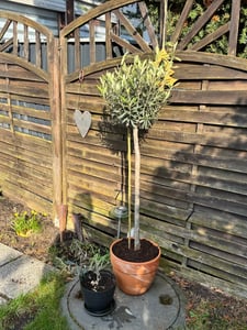 Sunny Tree - Olivenbaum - Olea Europaea in Strauchform - Höhe ca. 80-100 cm inkl. Topf. -  Winterhart bis -18 - Immergrün Kunden-Foto 47
