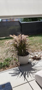 Plants by Frank | Lampenputzergras Rot XL Pflanzen | Pennisetum Tiny Tails | Ziergras | Winterhart | Mehrjährig |Gartenpflanzen Kunden-Foto 1