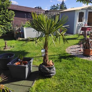 XXL Palme Stammhöhe 40-50 cm winterhart 160-180 cm Trachycarpus fortunei, Hanfpalme, Kunden-Foto 44