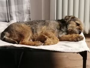 Pawhut PawHut Hundebett - Hundekorb - Blau - D1-0239 Kunden-Foto 1