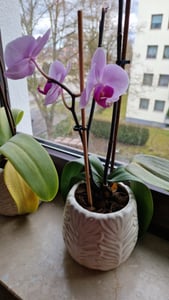 Erdsubstrat für Orchideen und Orchidaceae 5 l Kunden-Foto 2