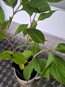 3 pezzi Hydrangea Paniculata 'Pink Lady' 30-50 cm Ortensia a pannocchia Arbusto deciduo Foto del cliente 3