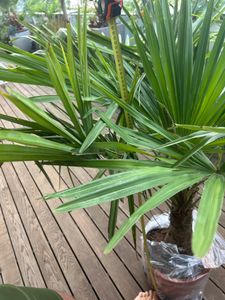 Seltene Trachycarpus Wagnerianus Hanfpalme bis 120 cm Höhe Frosthart bis -19 Grad Kunden-Foto 17