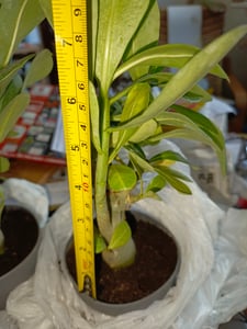 Adenium obesum rouge - Rose du désert - pot 10,5cm - hauteur 25-40cm Plantes d'intérieur Photo du client 8