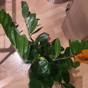 Glücksfeder Zamioculcas 85cm Zimmerpflanze Kunden-Foto 1