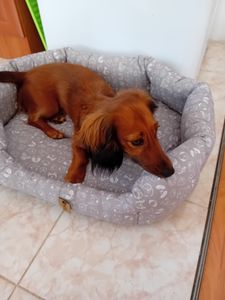 Hondenbench Petsy, maximale afmetingen 65 cm, grijs, met een afbeelding van hondjes Klantenfoto 1